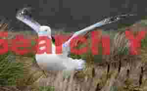 Royal albatross stretching wings