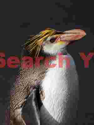 Royal penguin