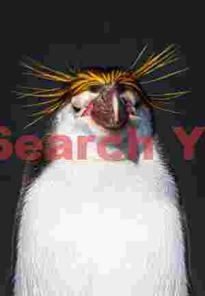 Royal penguin bad hair day