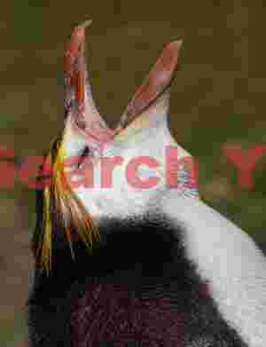 Royal penguin calling