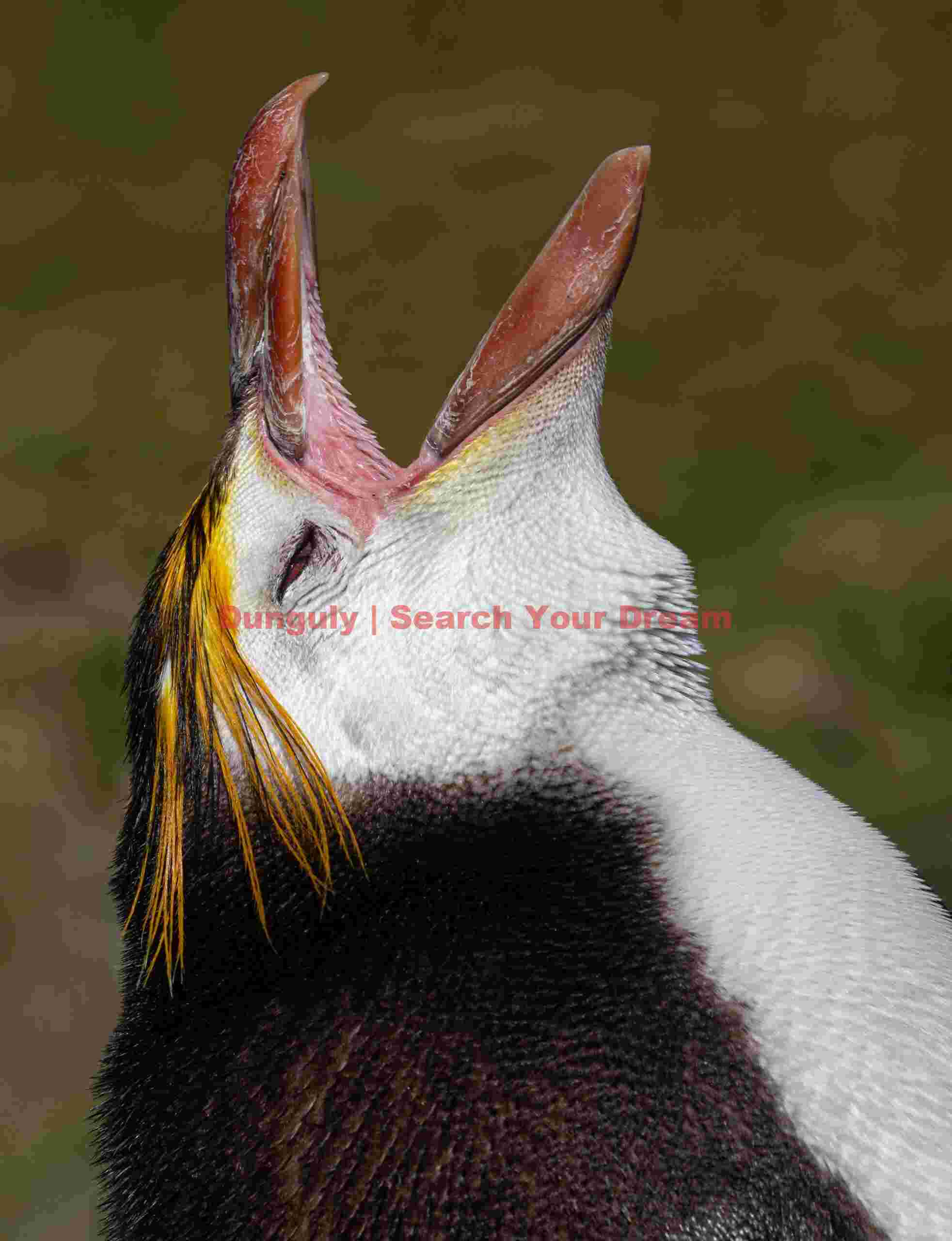 Royal penguin calling; Macquarie Island Royal penguin calling