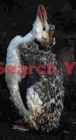 Royal penguin catastrophic moult #1