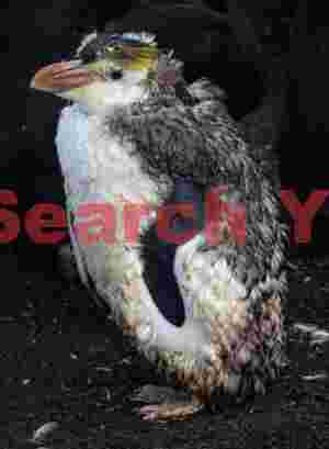 Royal penguin catastrophic moult #2