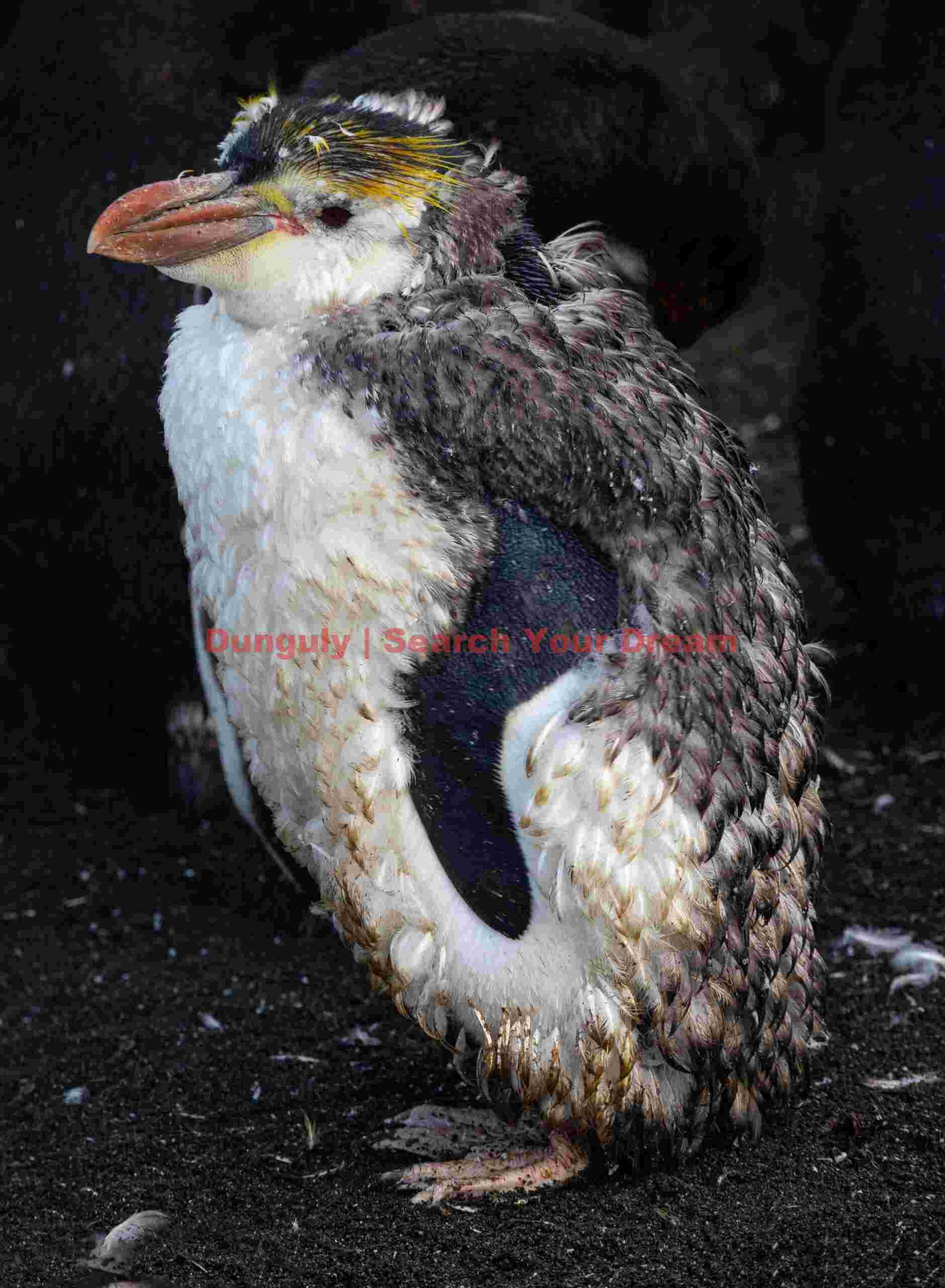 Royal penguin catastrophic moult #2; Macquarie Island Royal penguin catastrophic moult #2
