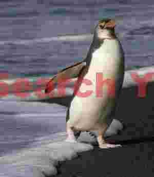 Royal penguin coming ashore