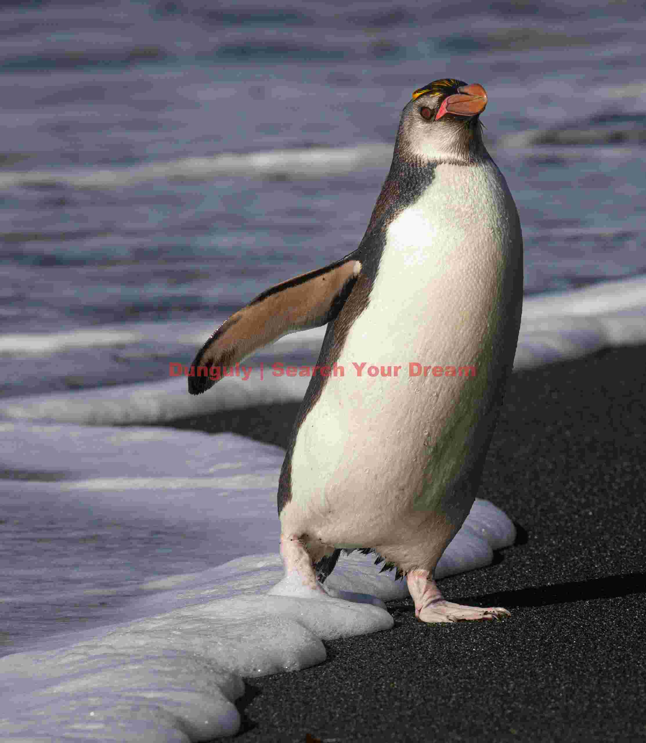 Royal penguin coming ashore; Macquarie Island Royal penguin coming ashore