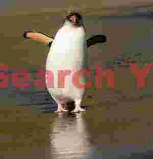 Royal penguin on golden sand reflection