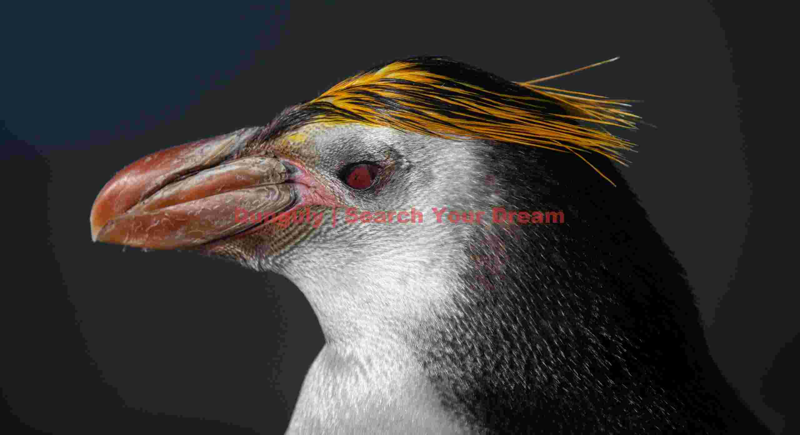 Royal penguin portrait with neat crest; Macquarie Island Royal penguin portrait with neat crest