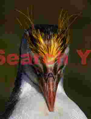 Royal penguin preening