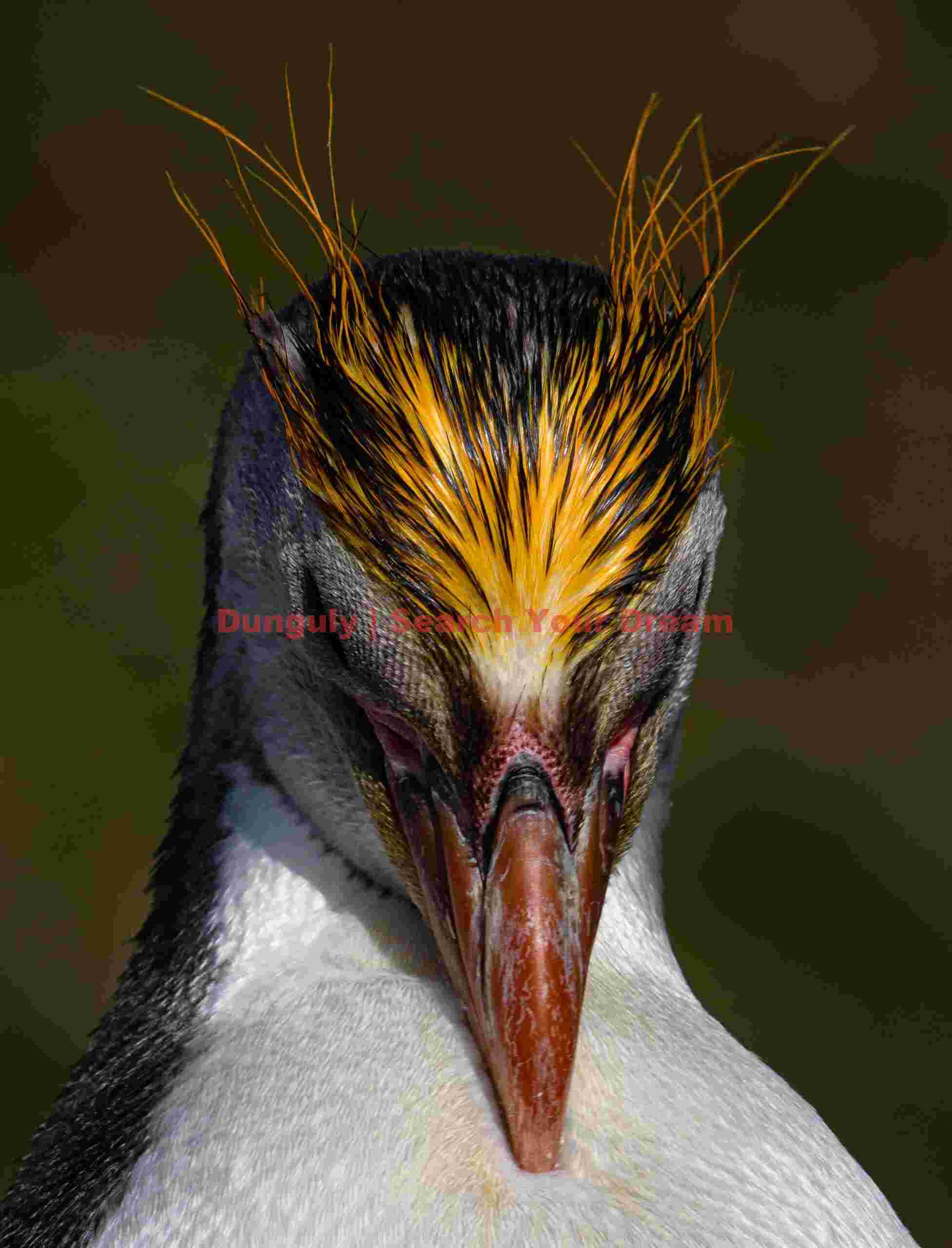 Royal penguin preening; Macquarie Island Royal penguin preening
