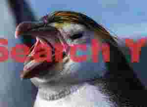 Royal penguin with beak open