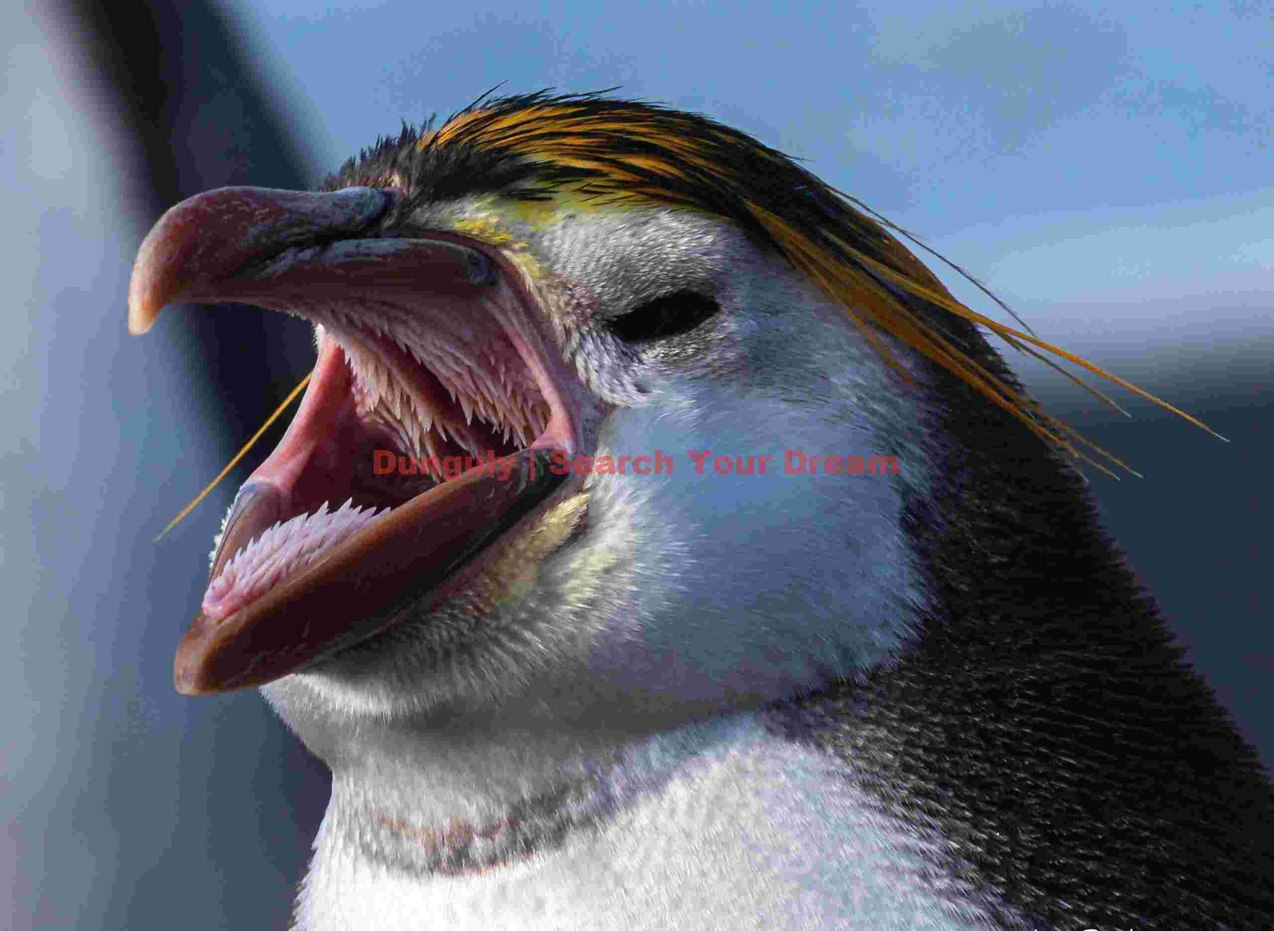 Royal penguin with beak open; Macquarie Island Royal penguin with beak open