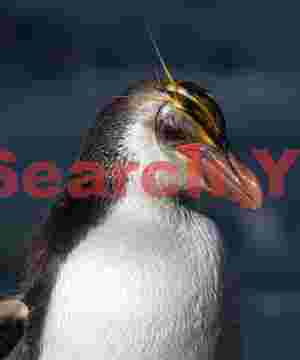 Royal penguin with curling crest feather