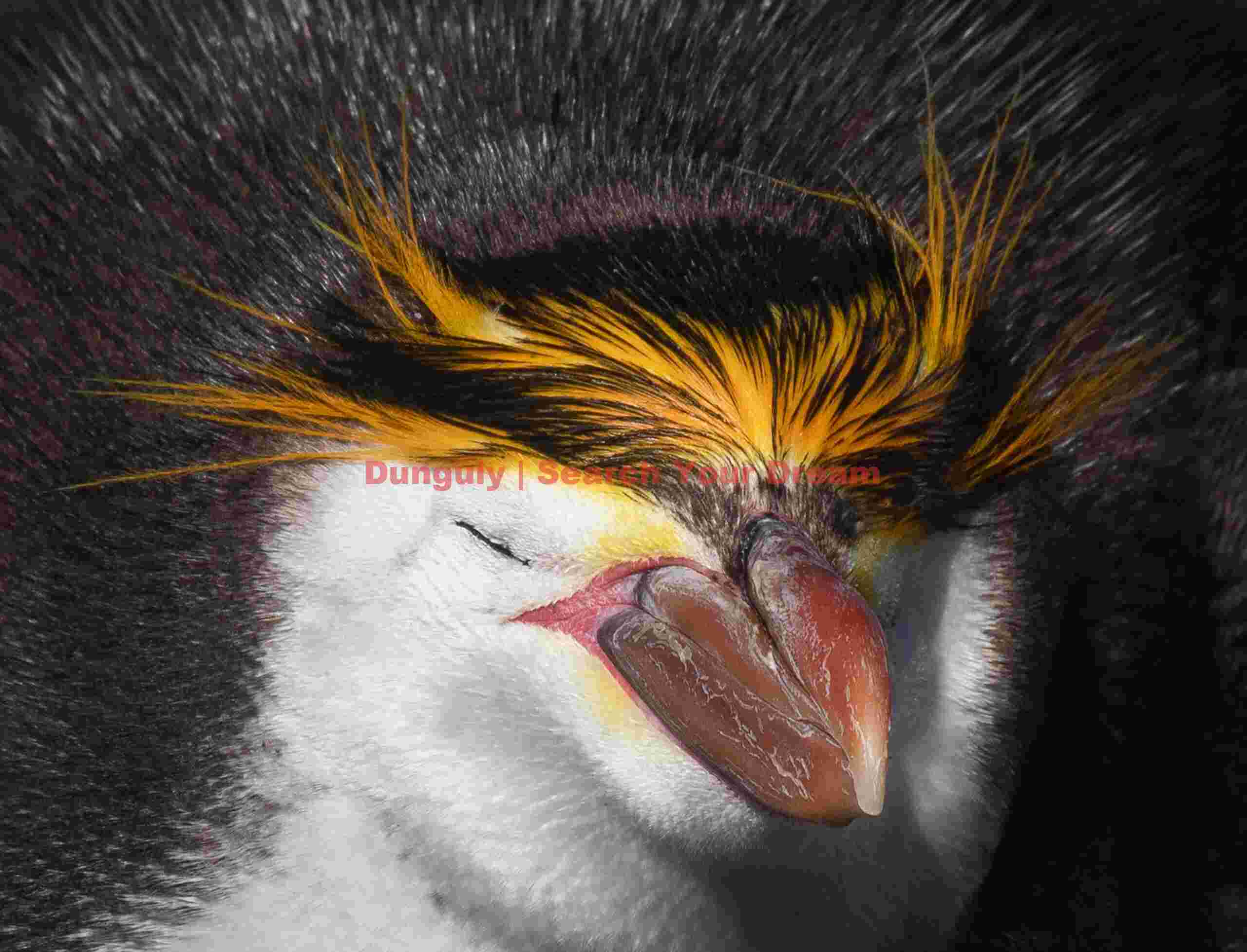 Royal penguin with eyes closed; Macquarie Island Royal penguin with eyes closed