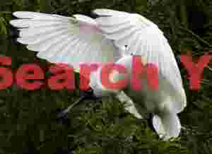 Royal spoonbill landing in tree