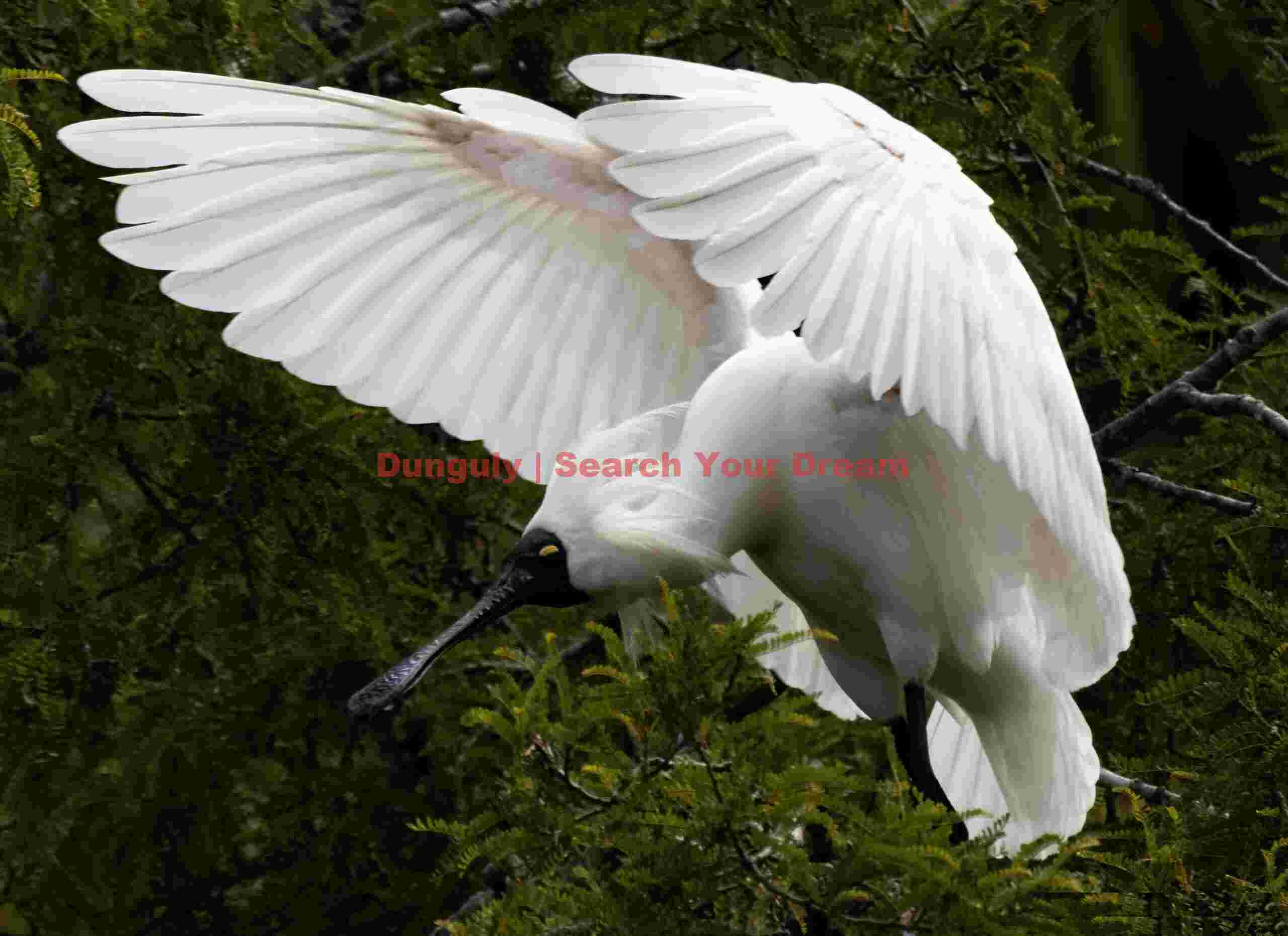 Royal spoonbill landing in tree; White Heron Sanctuary, Whataroa, New Zealand Royal spoonbill landing in tree