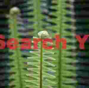 Sawblade ferns