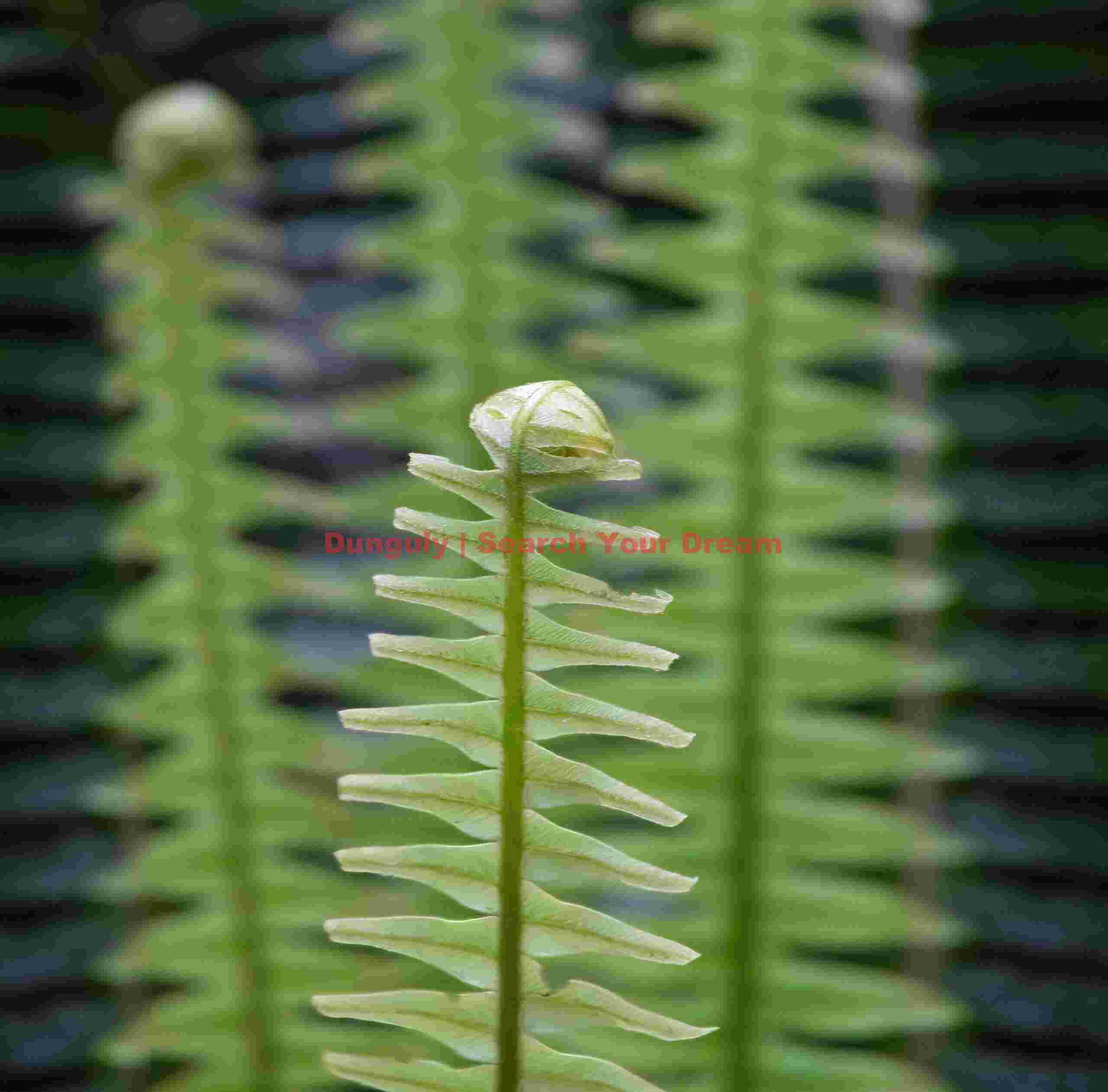 Sawblade ferns; West Coast, South Island, New Zealand Sawblade ferns