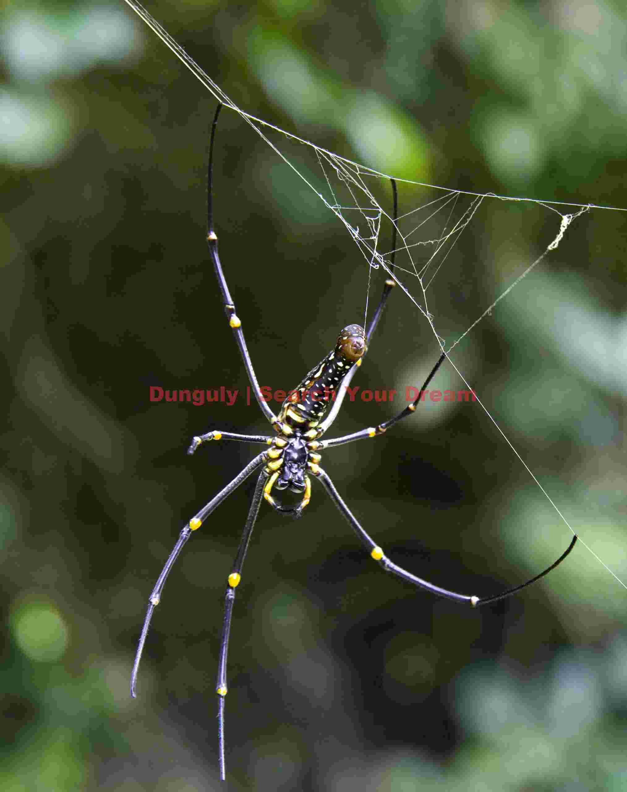 Spider; Angkor, Cambodia Spider & Wave
