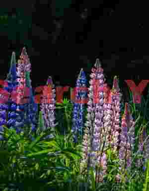 Sunlit lupins agaiinst shadowed background