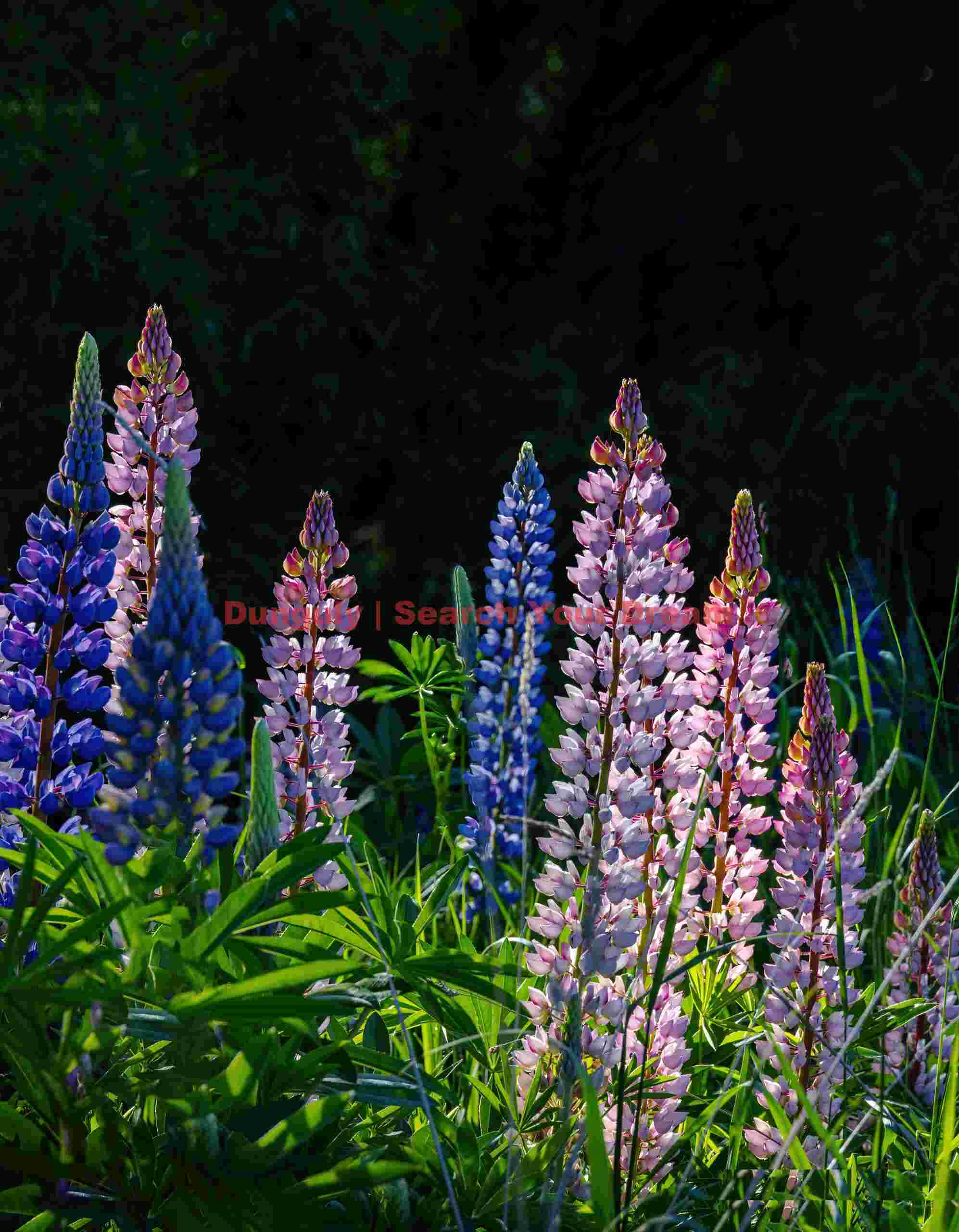 Sunlit lupins agaiinst shadowed background; South Island, New Zealand Sunlit lupins agaiinst shadowed background