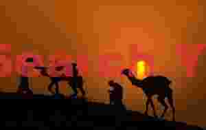 Sunset silhouette of camels climbing hill