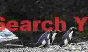 Three fiordland penguins heading up pebble beach