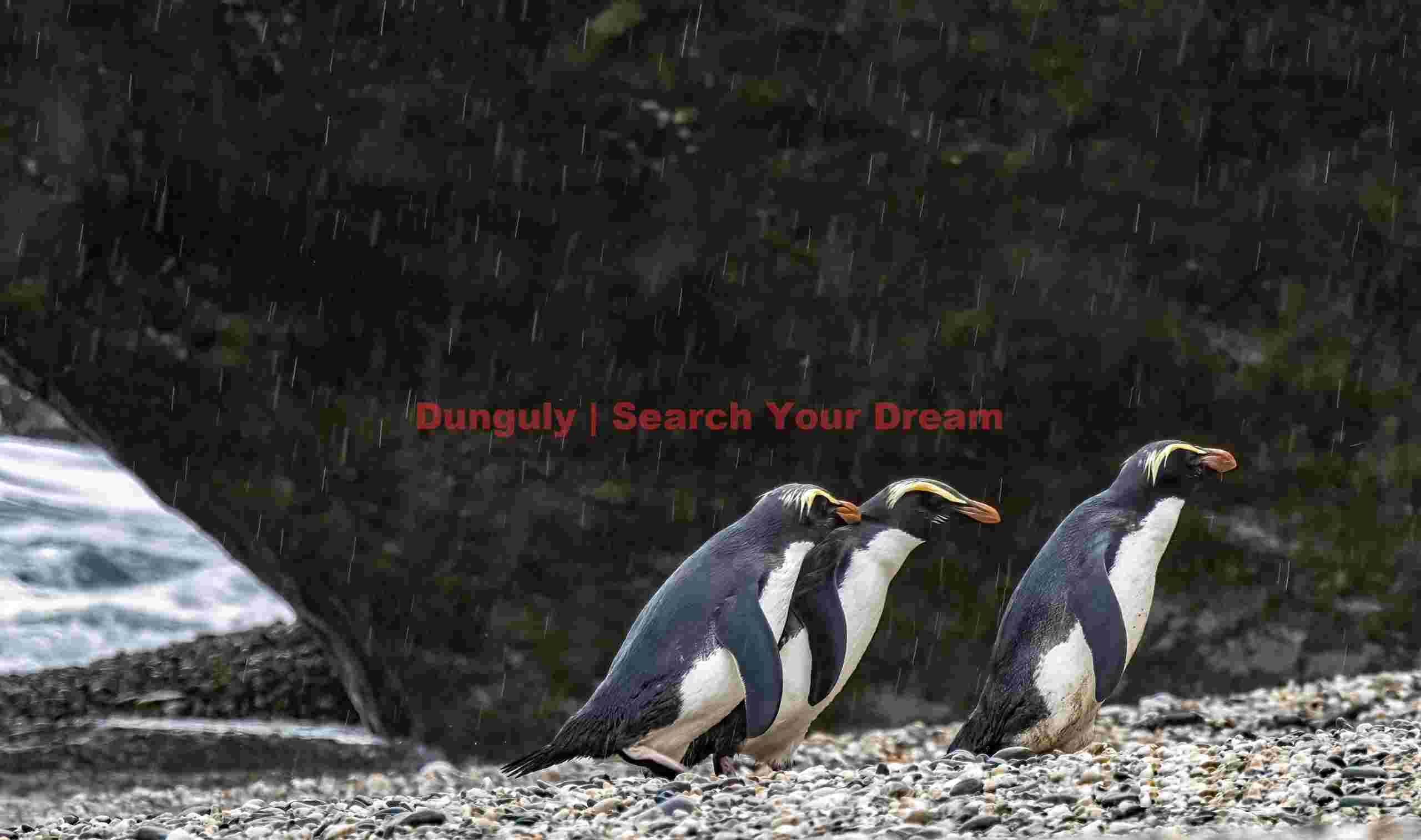 Three fiordland penguins heading up pebble beach; Monro Beach, South Island, New Zealand Three fiordland penguins heading up pebble beach