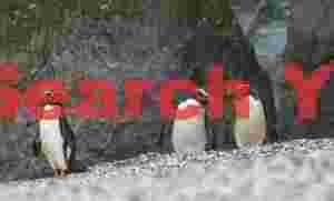 Three fiordland penguins (tawaki) by rocks