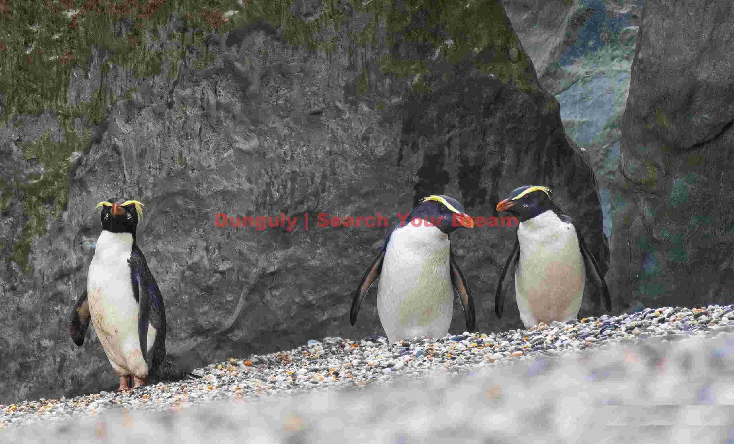 Three fiordland penguins (tawaki) by rocks; Monro Beach, South Island, New Zealand Three fiordland penguins (tawaki) by rocks