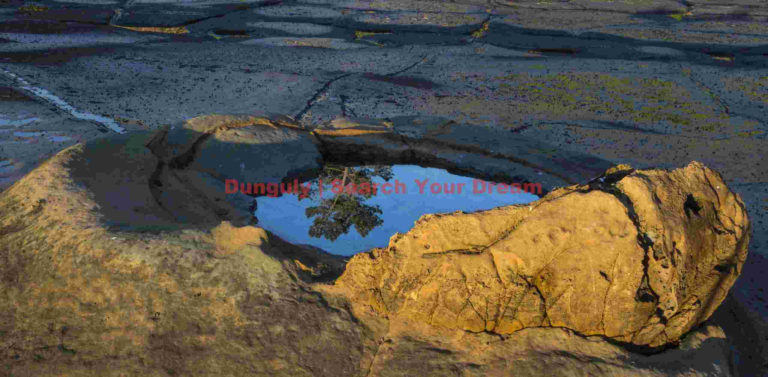 Tree reflected in caldera pool; Katiki Boulders, Shag Point, New Zealand Tree reflected in caldera pool