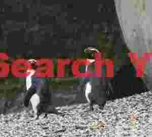 Two fiordland penguins (tawaki) in rain