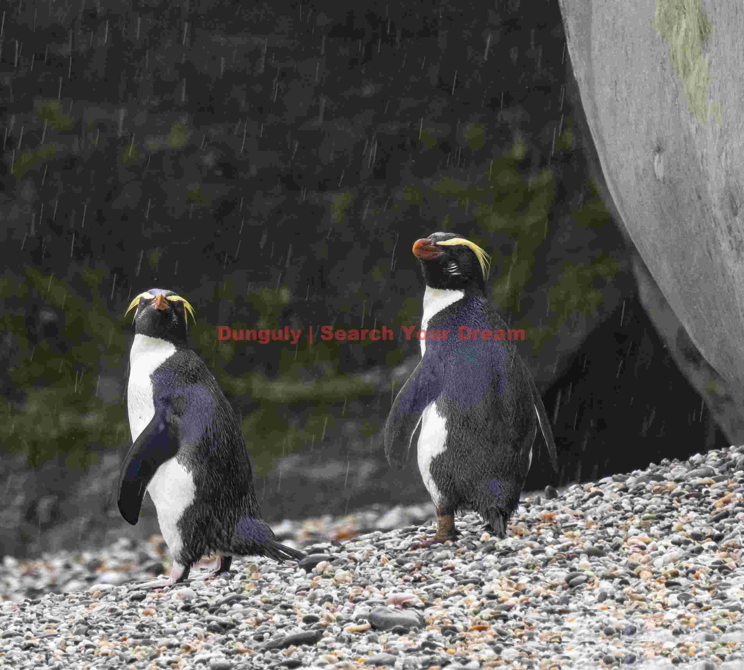 Two fiordland penguins (tawaki) in rain; Monro Beach, South Island, New Zealand Two fiordland penguins (tawaki) in rain