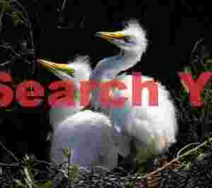 Two white heron chicks
