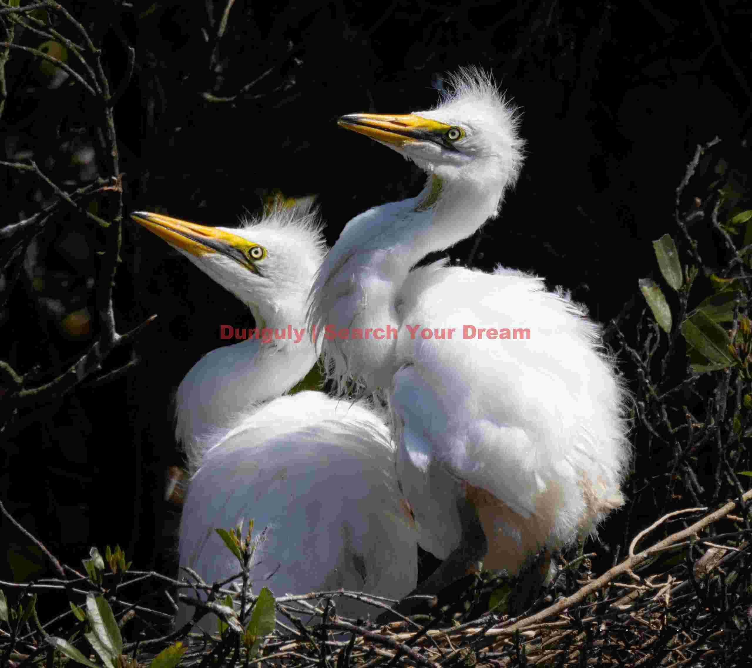 Two white heron chicks; White Heron Sanctuary, Whataroa, New Zealand Two white heron chicks