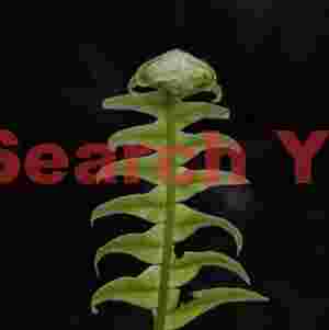 Uncurling fern frond