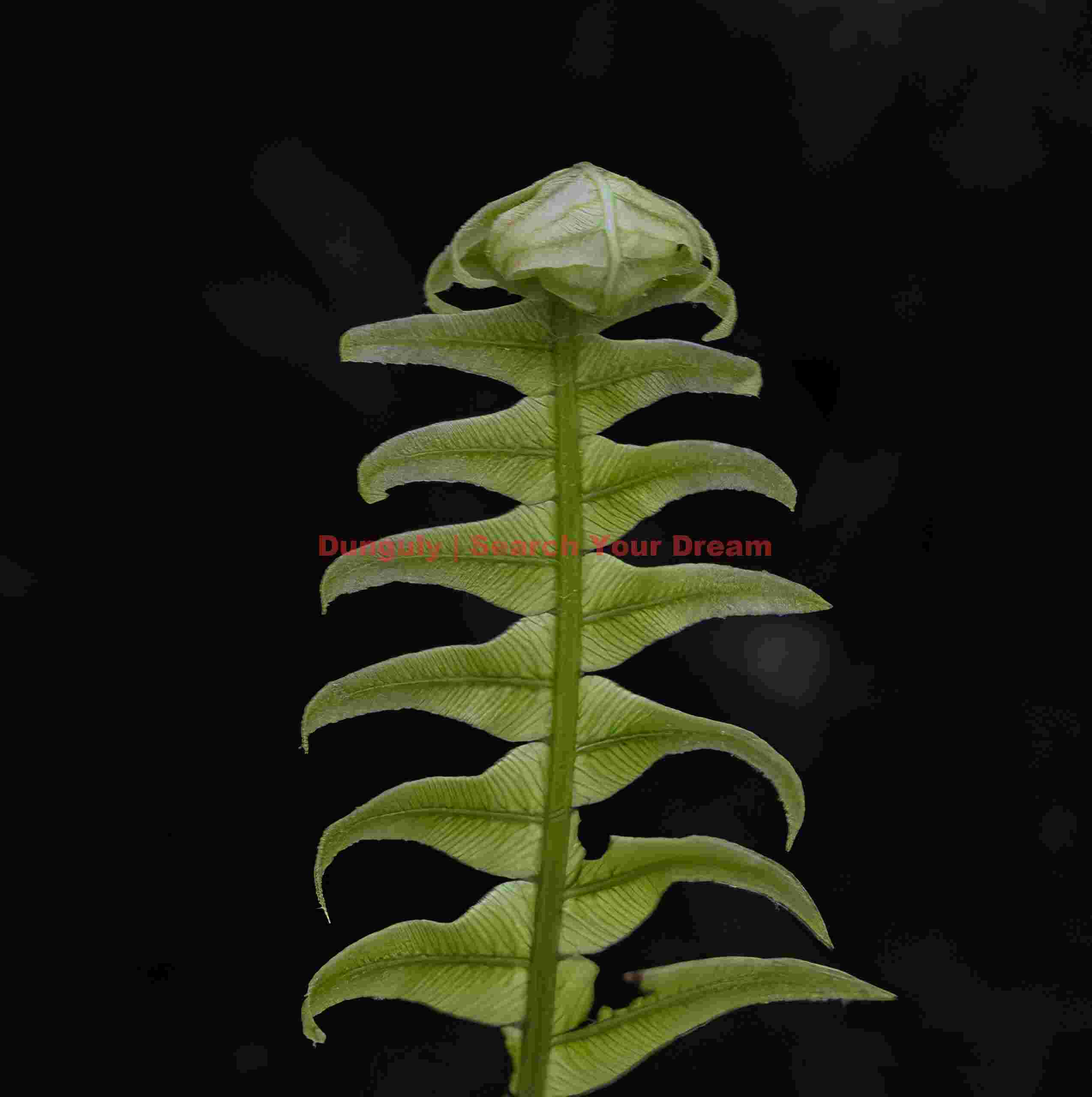 Uncurling fern frond; West Coast, South Island, New Zealand Uncurling fern frond