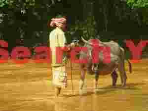 Water buffalo