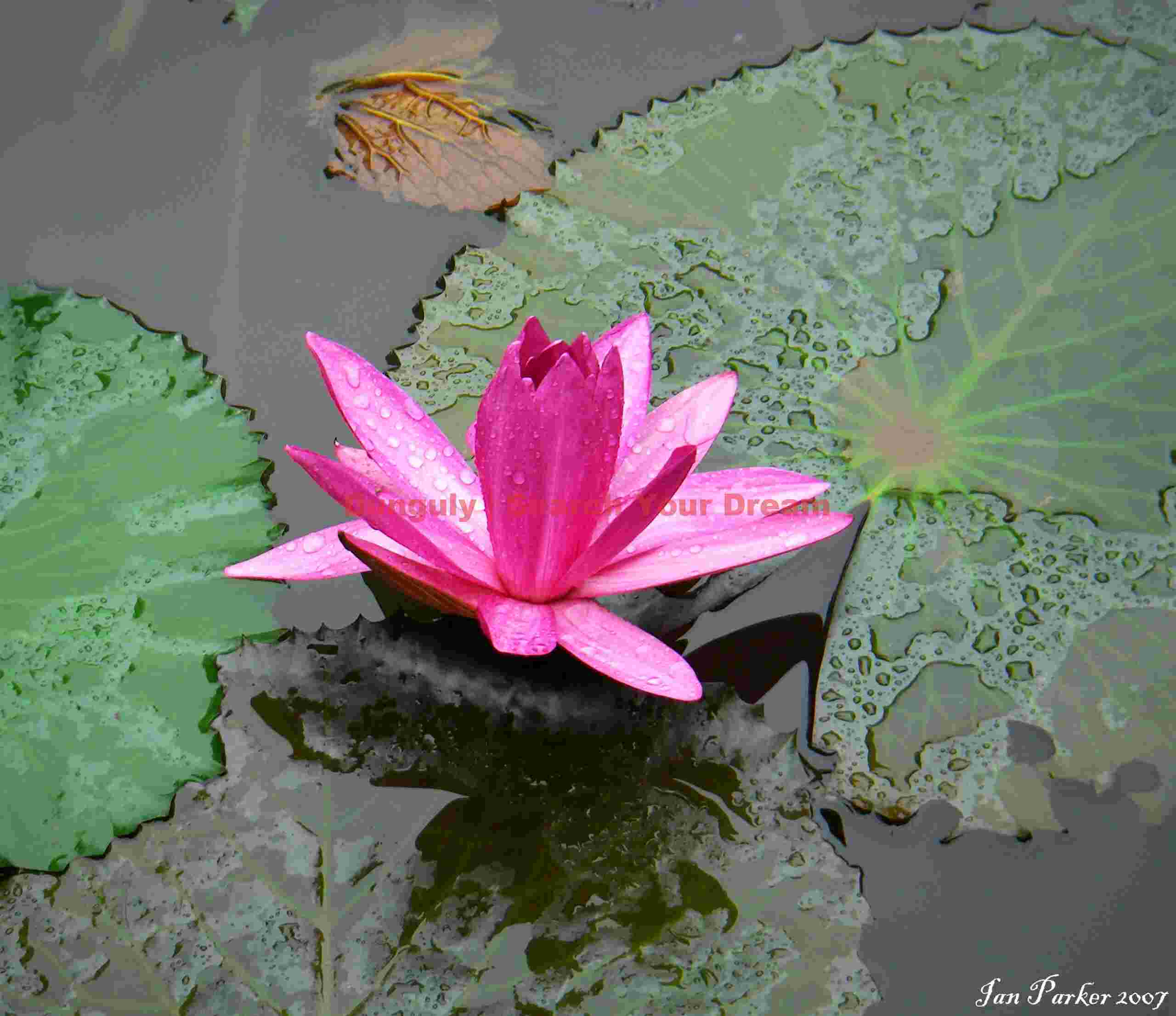 Water lillies ; Temple of Literature ; Hanoi, Vietnam Water lillies