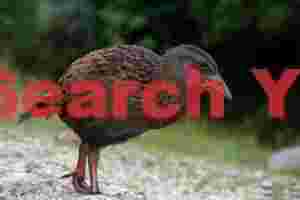 Weka captured in West Coast, New Zealand