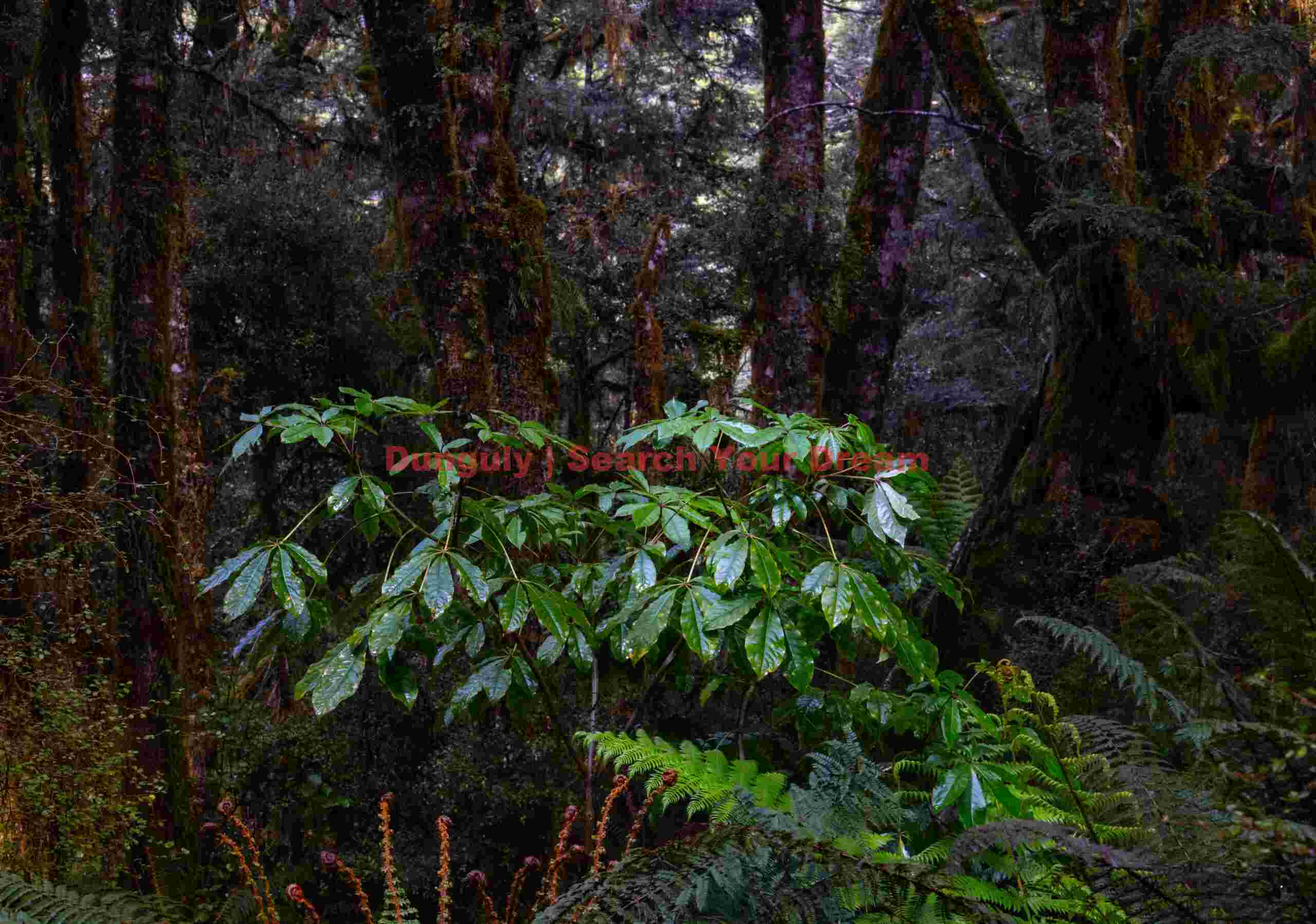 Wet leaves in rainforest; West Coast, South Island, New Zealand Wet leaves in rainforest