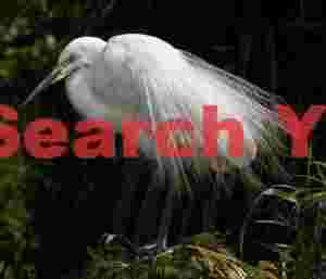 White heorn displaying