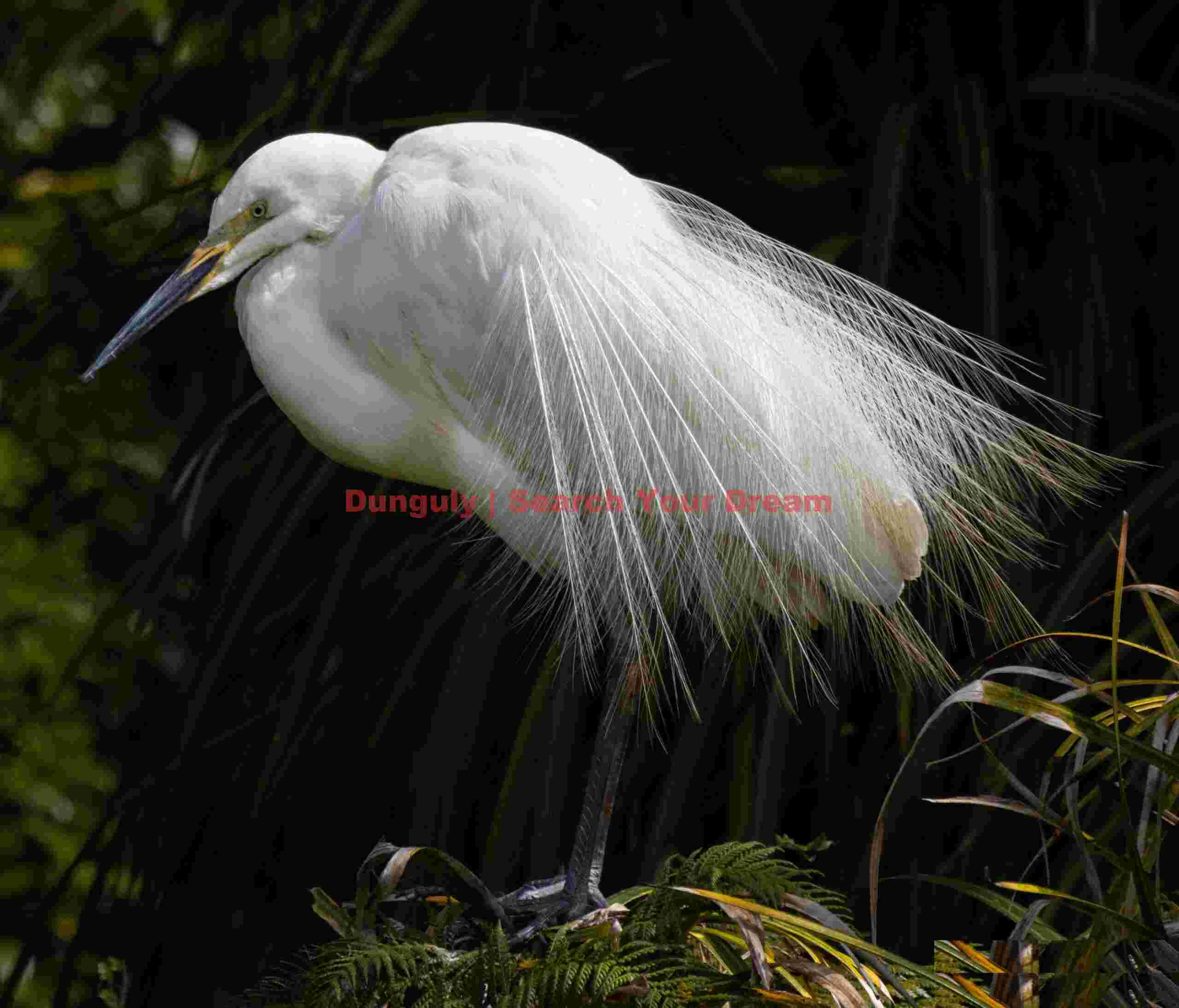White heorn displaying; White Heron Sanctuary, Whataroa, New Zealand White heorn displaying
