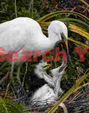 White heron feeding eel to chicks
