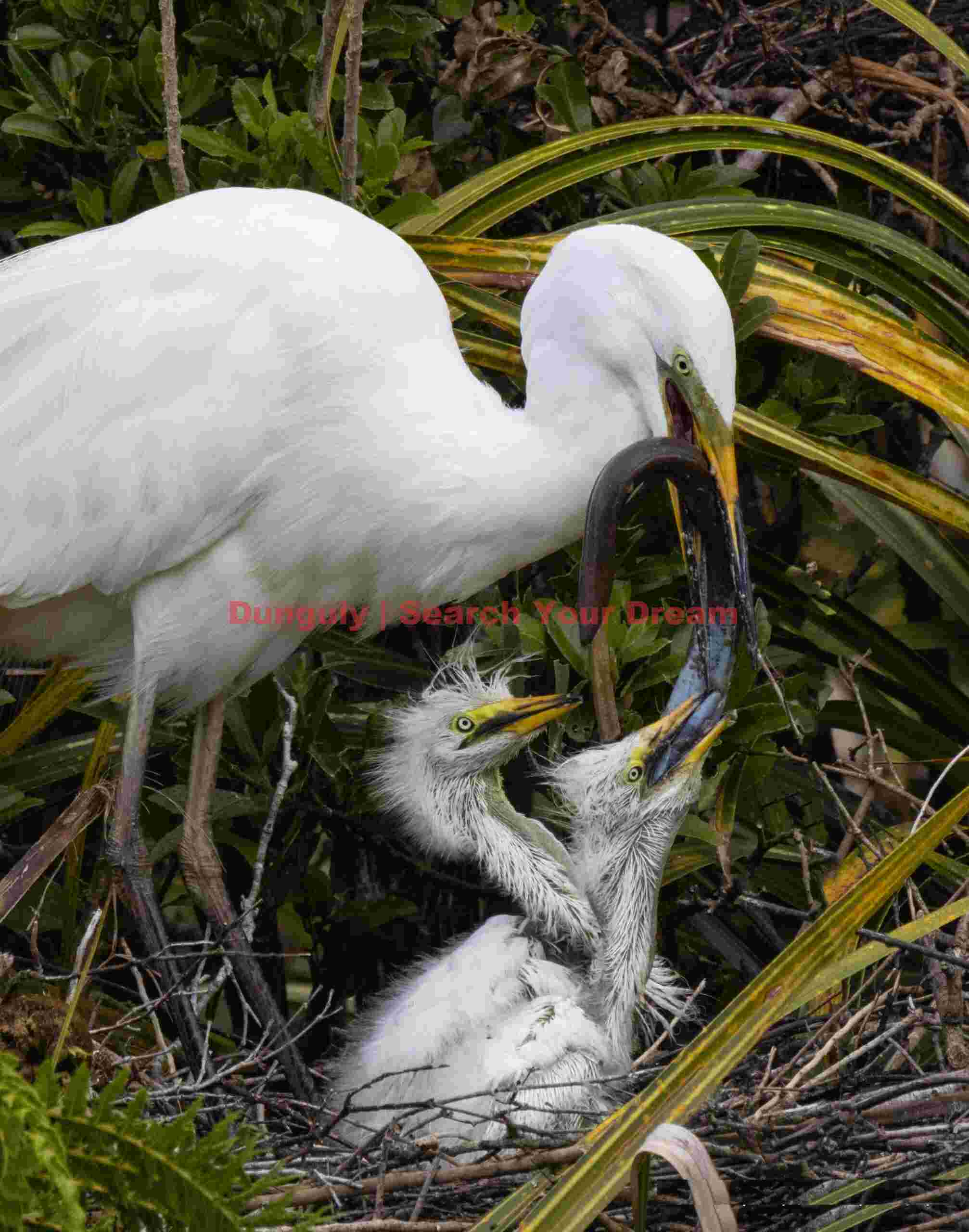 White heron feeding eel to chicks; White Heron Sanctuary, Whataroa, New Zealand White heron feeding eel to chicks