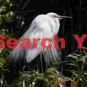 White heron in mating plumage