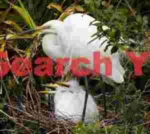 White heron in nest with two chicks