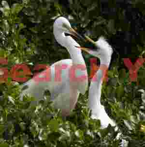 White heron with juvenile begging to be fed