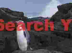 Yellow-eyed penguin among rocks