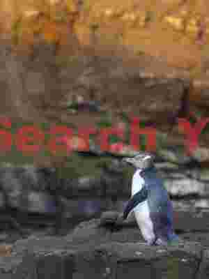 Yellow-eyed penguin before sunlit headland